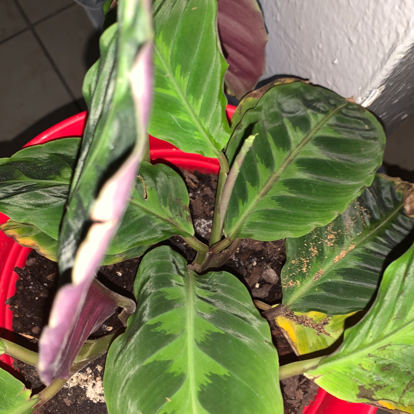 Rose Calathea plant photo by Adonís named Clooney on Greg, the plant care app.