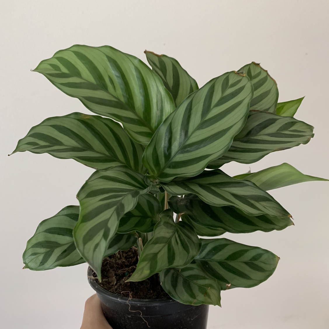 Photo of the plant species Calathea 'Freddie' by Anba named Sliver on Greg, the plant care app