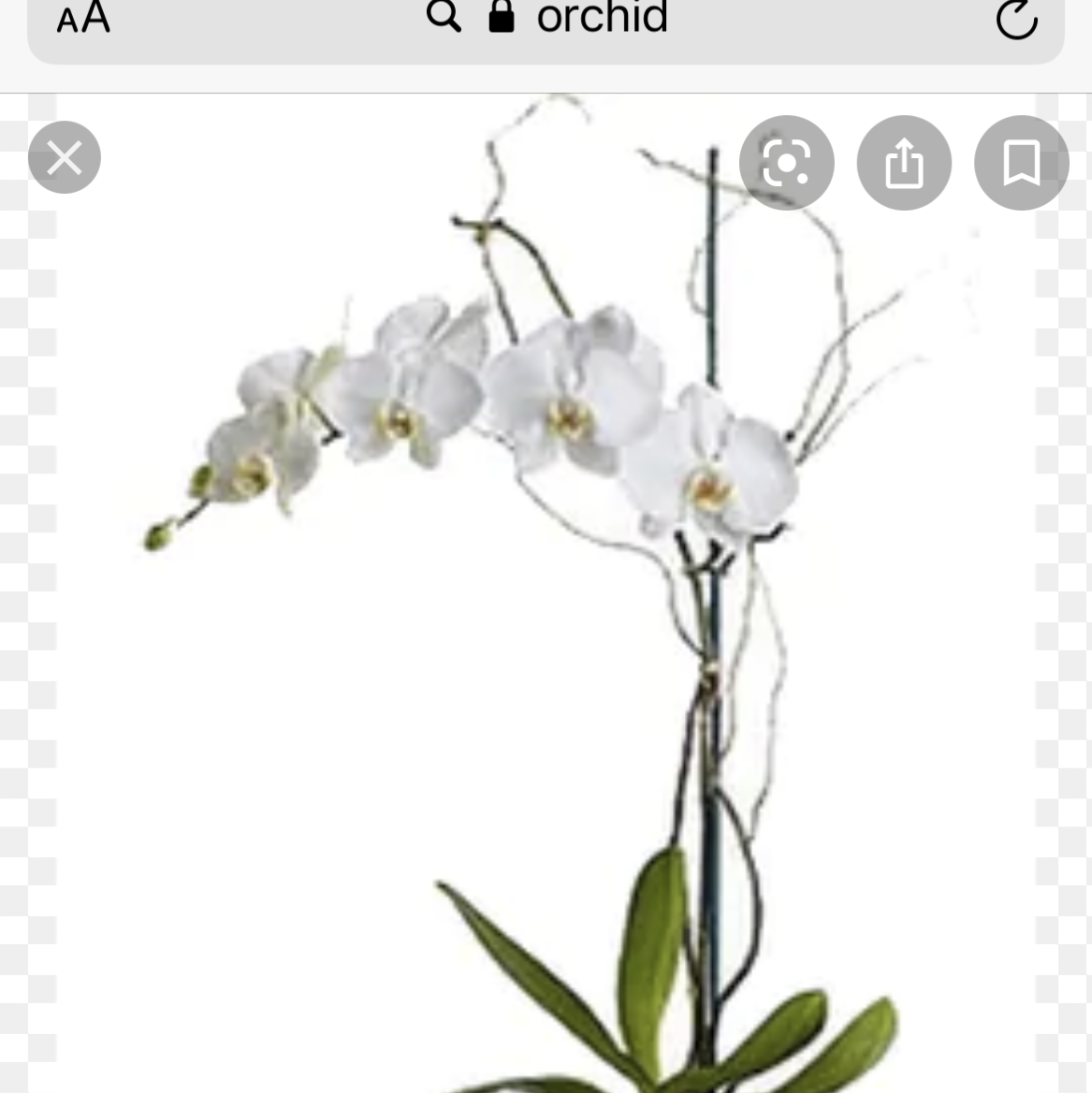 Photo of the plant species tukauki by Melissa and katie named Orchid on Greg, the plant care app