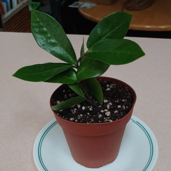 Zamioculcas Zamiifolia plant photo by @Mari92riv named Zuko on Greg, the plant care app.