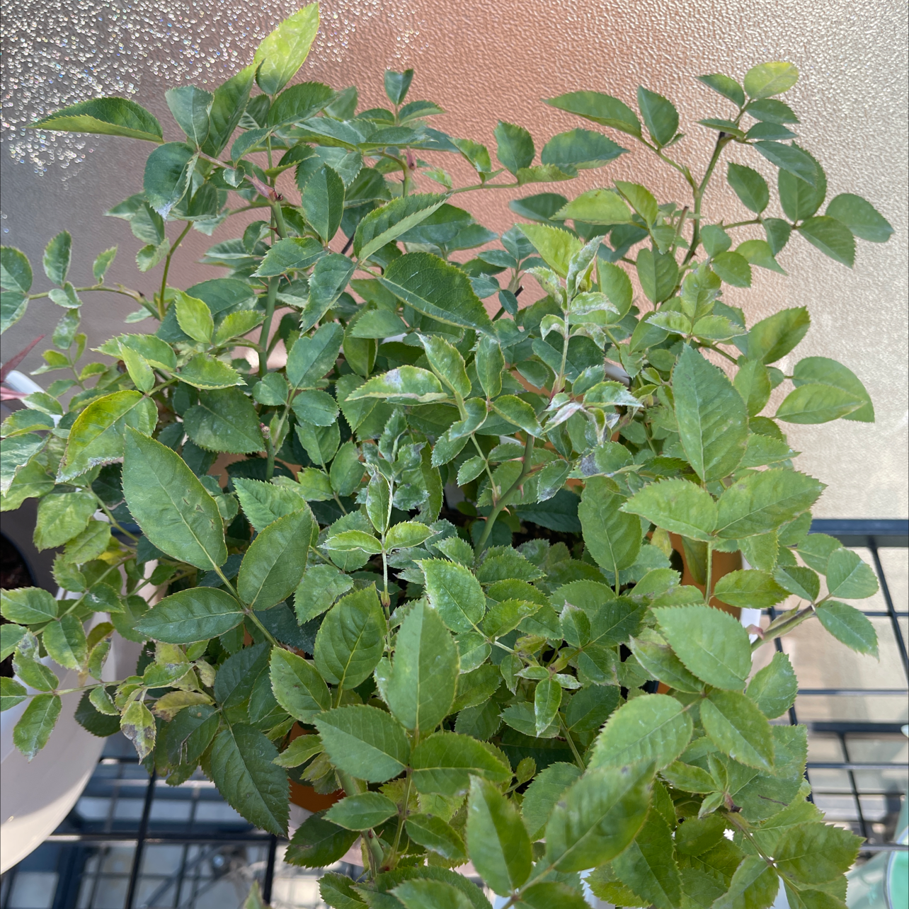 Healthy Black Elderberry plant with vibrant green leaves.