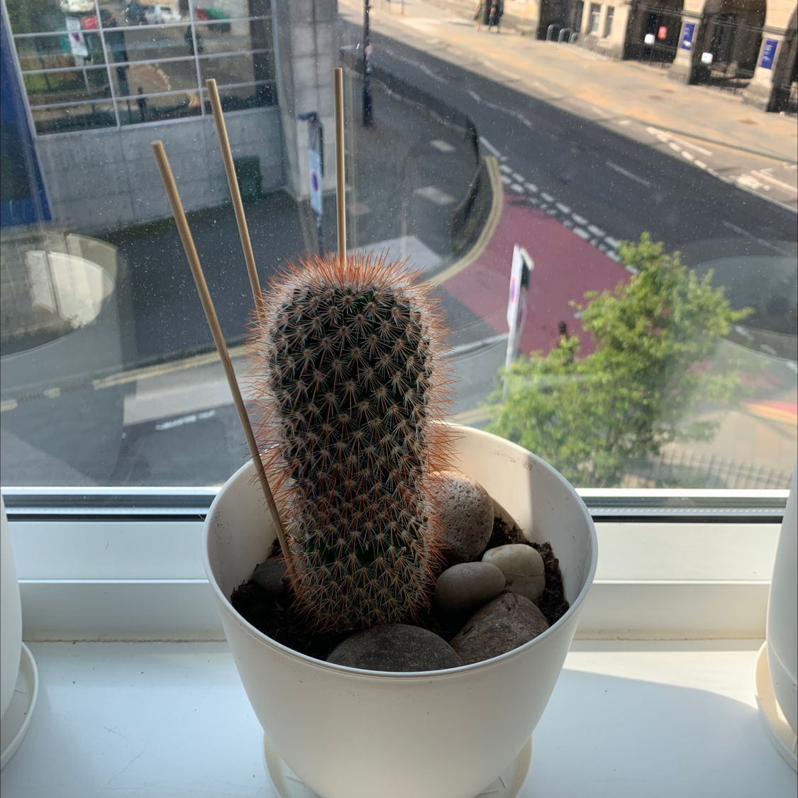 Texas Rainbow Cactus in a white pot on a windowsill, supported by sticks and surrounded by rocks.