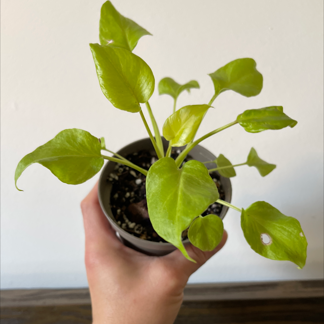 Photo of the plant species Philodendron selloum 'Golden' by @csigturtle named Leli on Greg, the plant care app