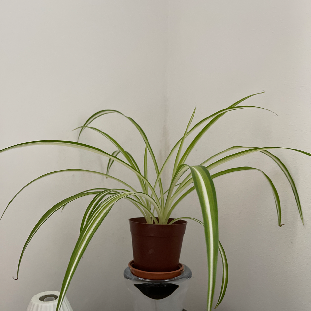 Spider Plant plant photo by @csigturtle named Spider plant on Greg, the plant care app.