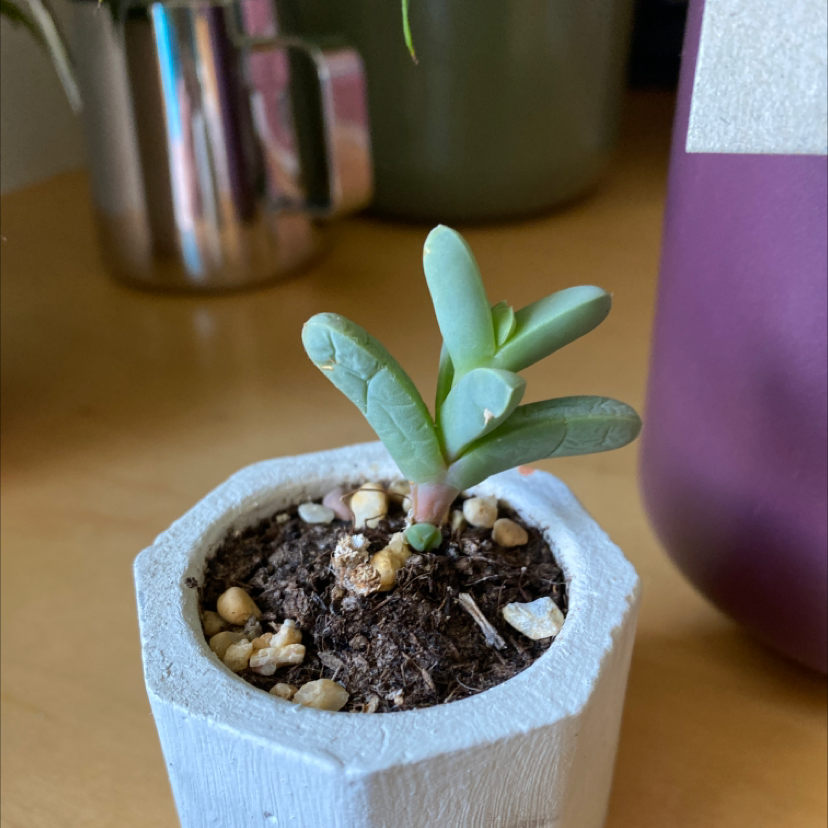 Small Astridia velutina succulent in a white pot with visible soil and pebbles.