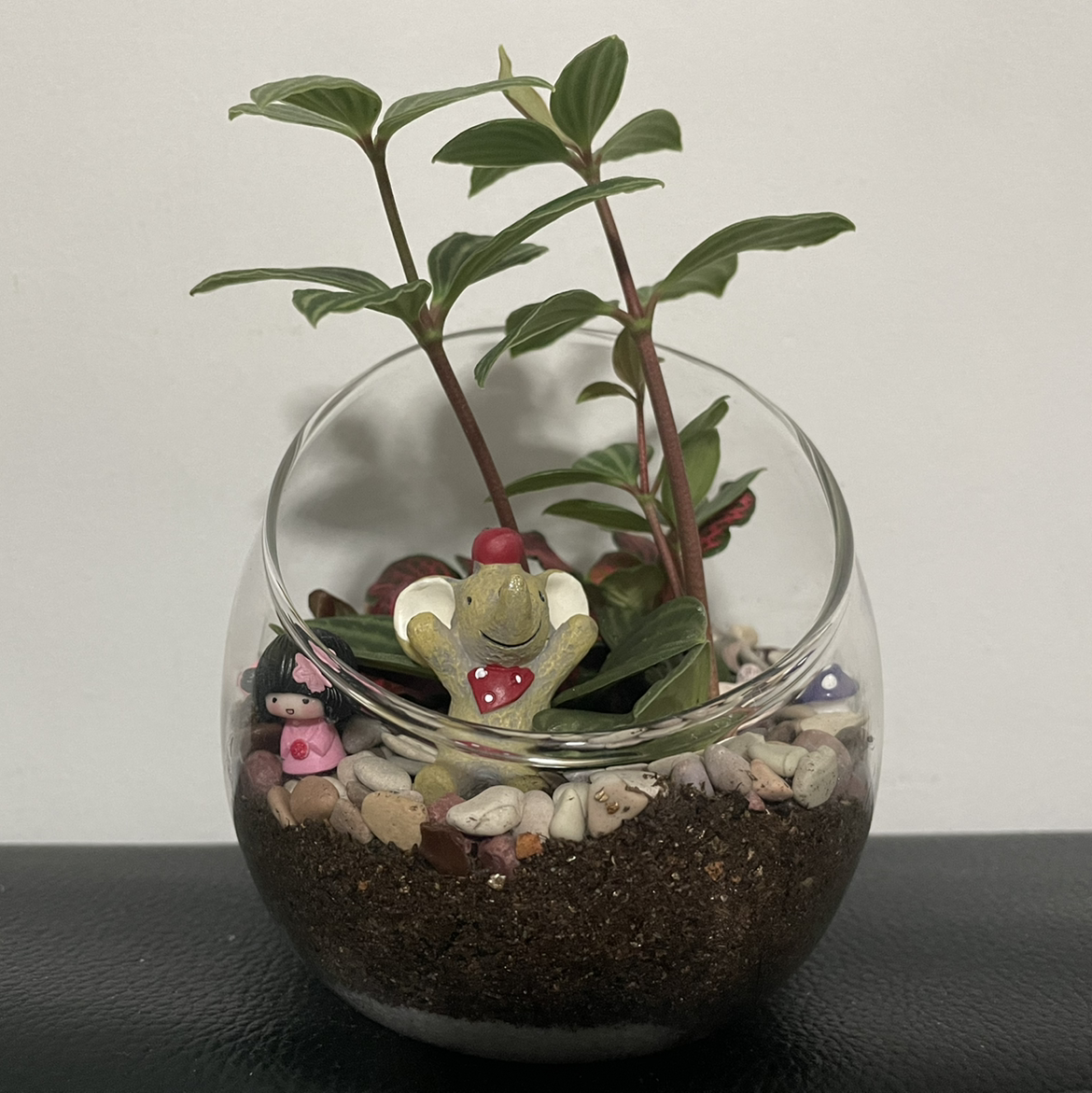 Showy Medinilla plant in a glass container with soil and decorative elements.