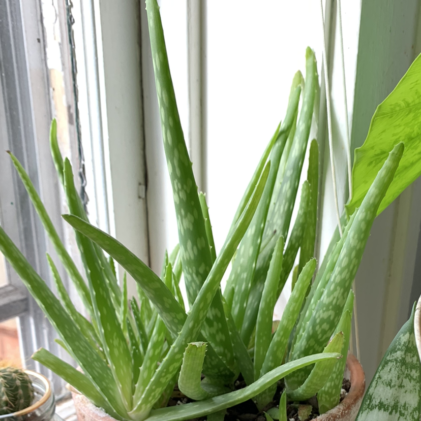 Photo of the plant species Aloe vera by Alison named Big V on Greg, the plant care app