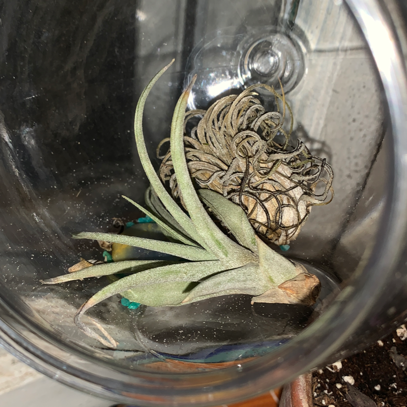 Spreading Airplant plant photo by Alison named Krussy on Greg, the plant care app.