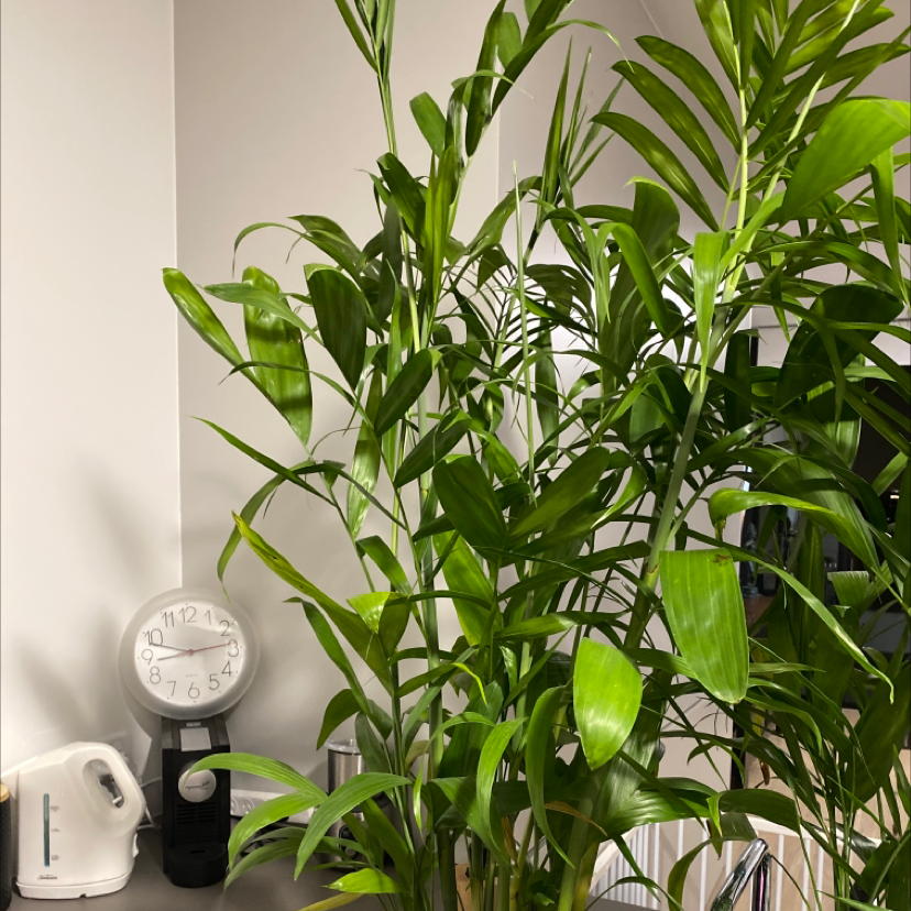 Indoor Bamboo Palm plant with lush green leaves, placed on a surface with a clock and other items.