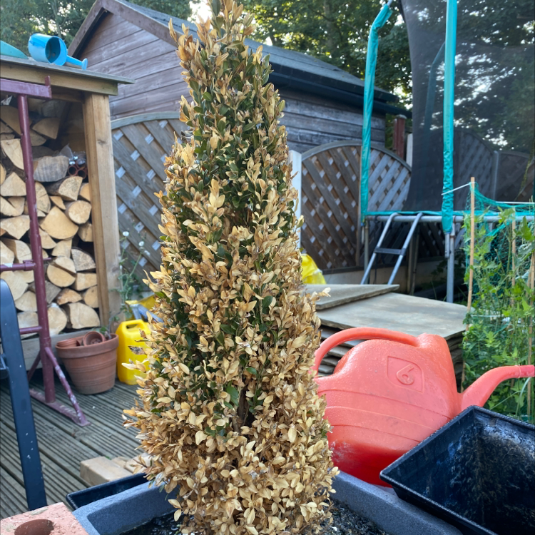 💧 How Much Should I Water My Common Boxwood?