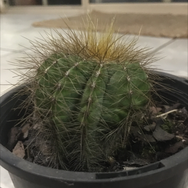 Golden Barrel Cactus plant photo by Jeff named Cat on Greg, the plant care app.