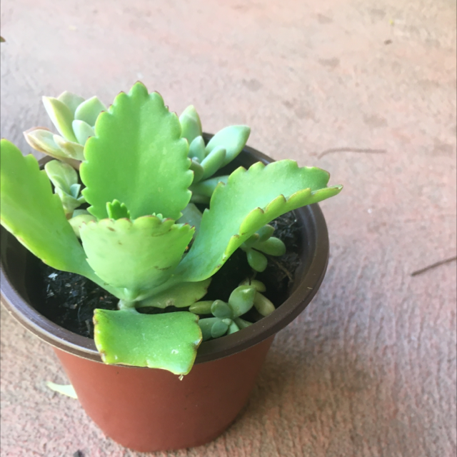 Mother of Thousands plant photo by Jeff named Drake on Greg, the plant care app.
