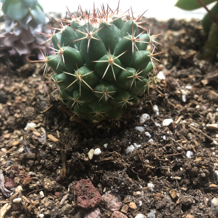 Little Nipple Cactus with green body and spines, well-drained soil visible.