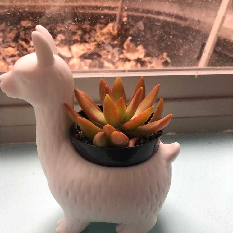 Sedum adolphi 'Golden Glow' succulent in a llama-shaped planter, vibrant and healthy.