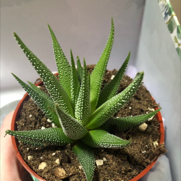 Photo of the plant species Bredasdorp Gasteria by @Brooklyn_336 named Stella on Greg, the plant care app