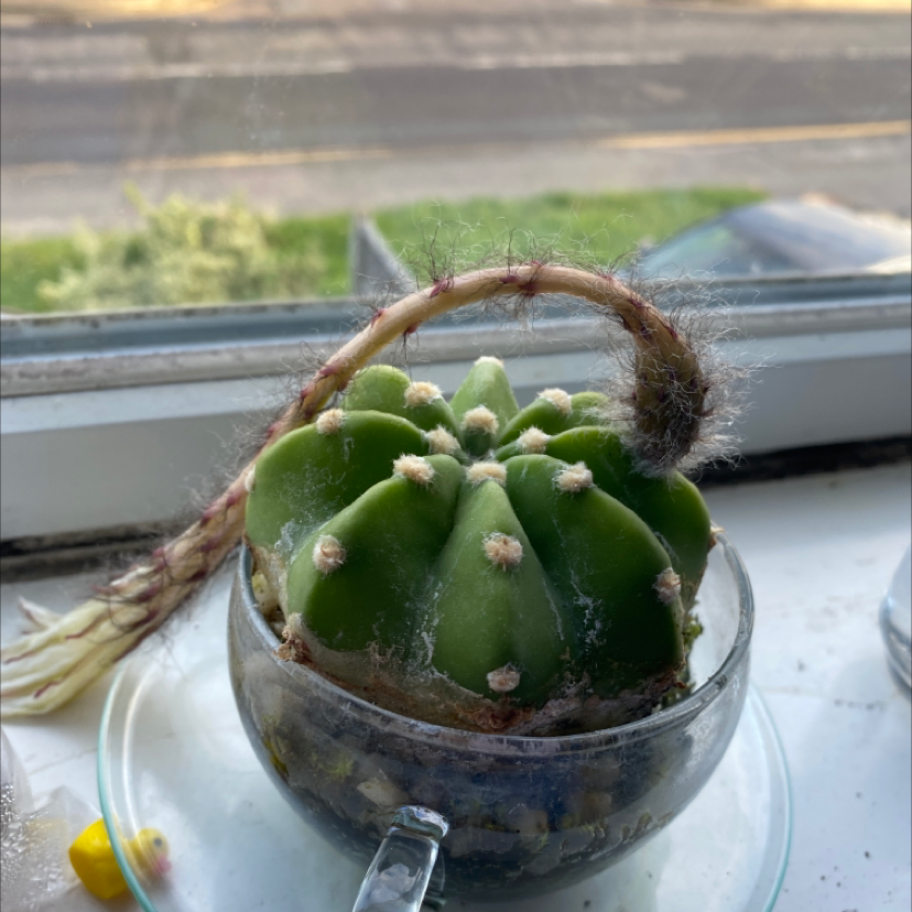 Blue Barrel Cactus plant photo by @Plant. named Sahara on Greg, the plant care app.