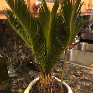 Sago Palm plant photo by Serap named jay on Greg, the plant care app.