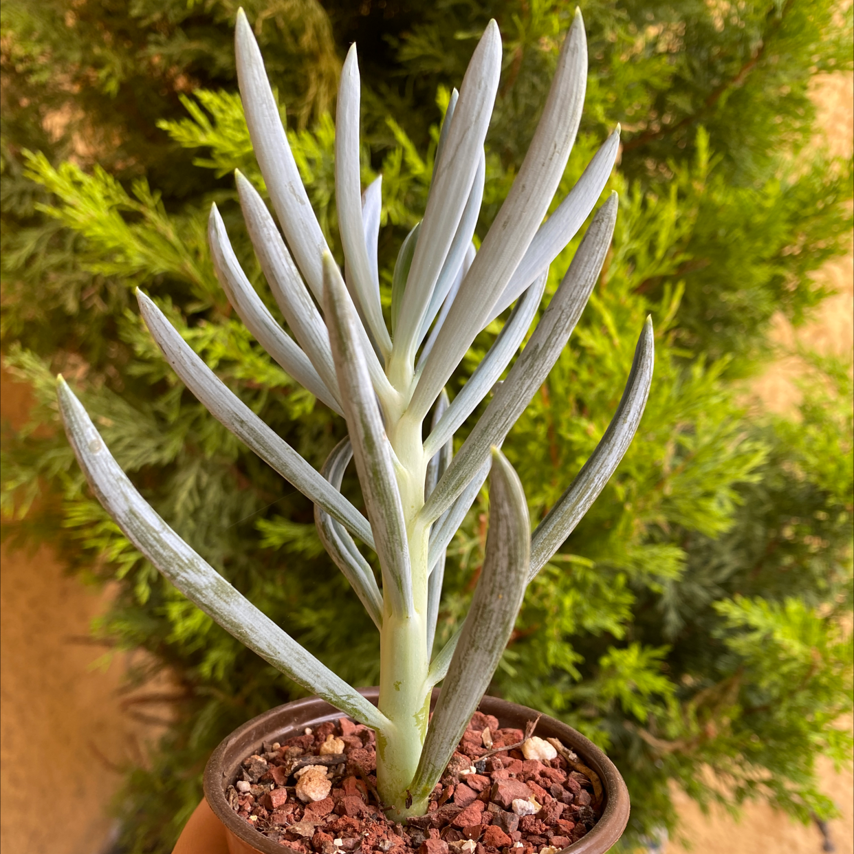 Photo of the plant species Narrow-Leaf Chalk Sticks by @paolagch named Coco on Greg, the plant care app