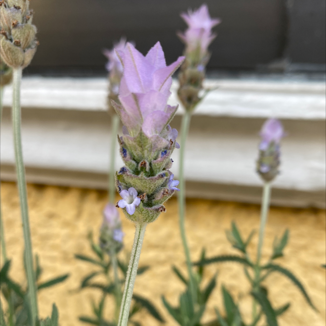 Photo of the plant species French Lavender by @paolagch named Molli on Greg, the plant care app