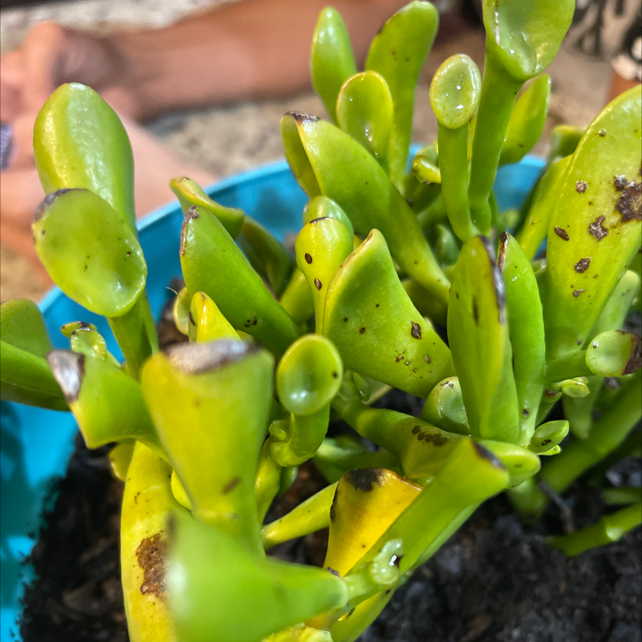 Lucky Plant plant photo by Sharon named Oger Ear on Greg, the plant care app.