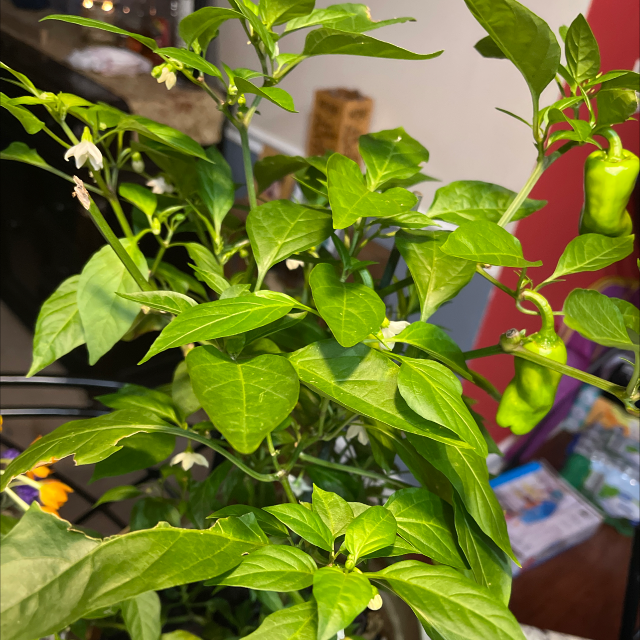 Pepper Plant plant photo by Sharon named Pepper combo on Greg, the plant care app.