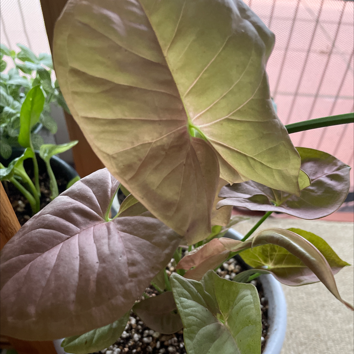 Syngonium 'Pink Spot' plant with green and pink leaves in a pot.