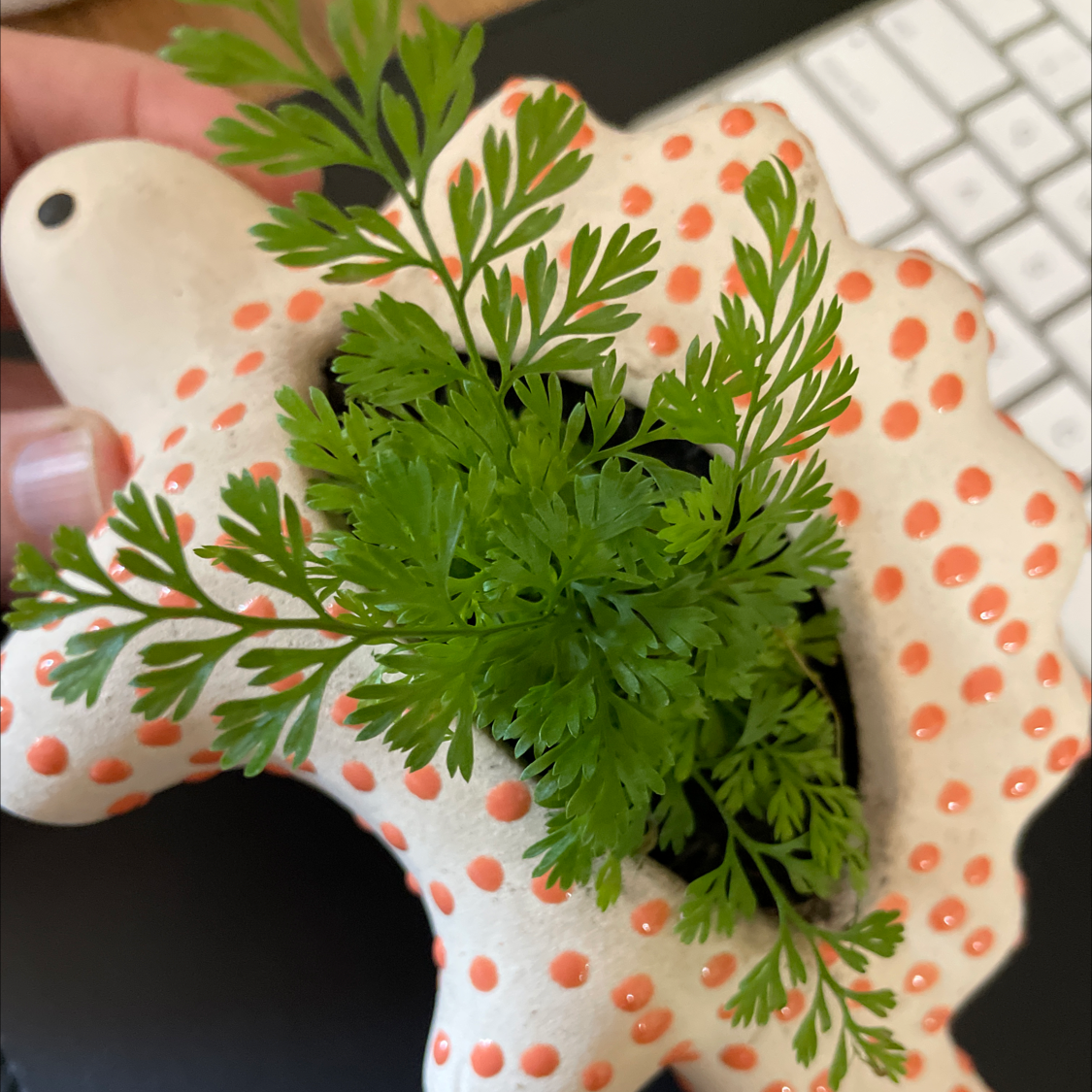 Parsley Fern plant photo by @lyndal named Remington on Greg, the plant care app.
