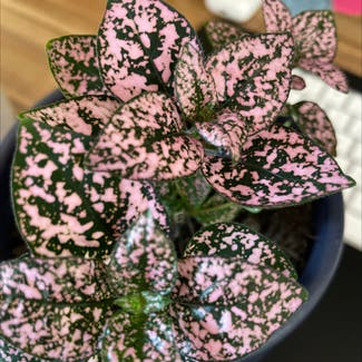 Polka Dot Plant plant in Sydney, New South Wales