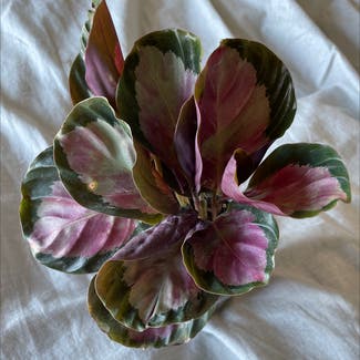 Rose Calathea plant in Sydney, New South Wales
