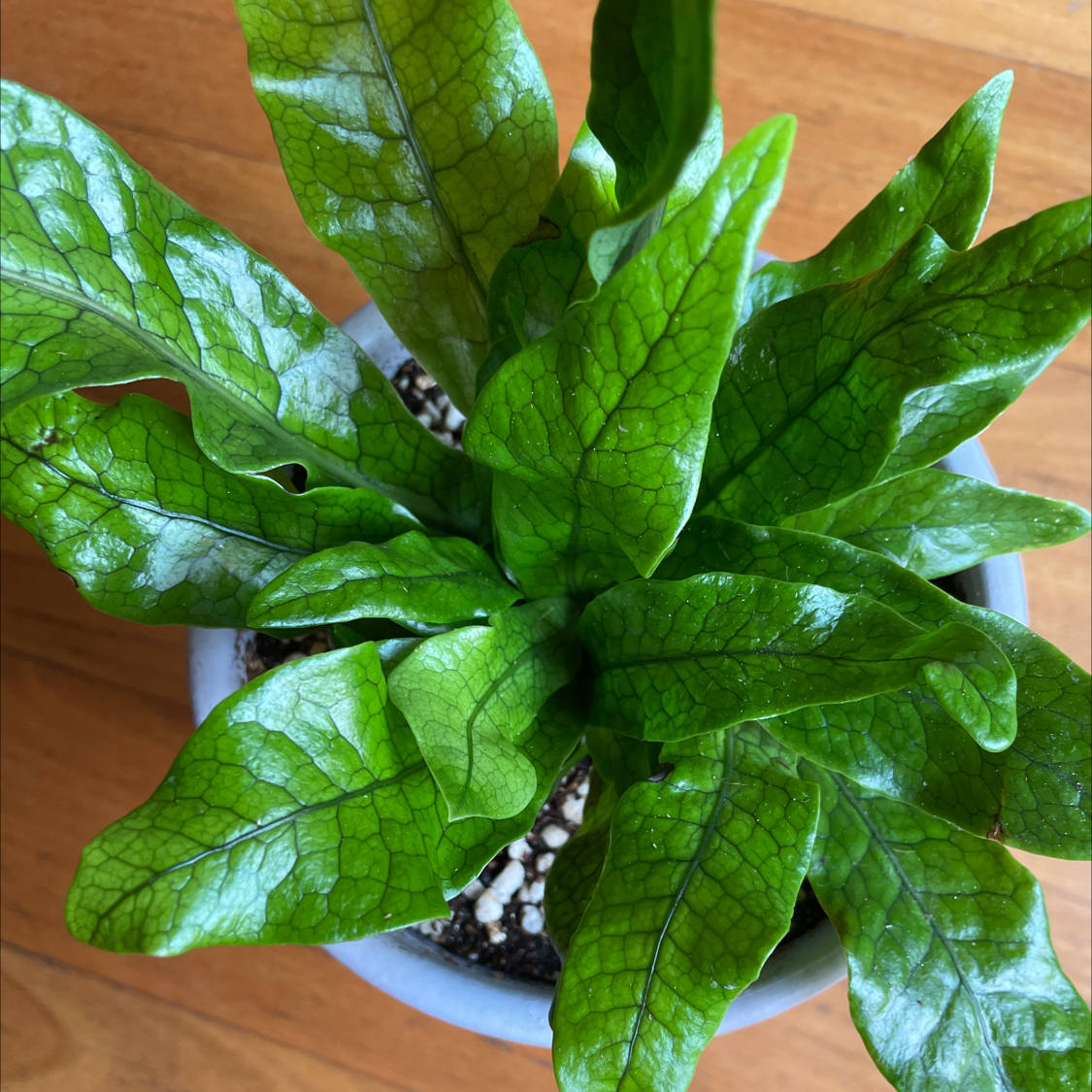 Photo of the plant species Crocodile Fern by @lyndal named Phyllis on Greg, the plant care app