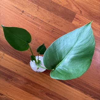 Monstera plant in Sydney, New South Wales