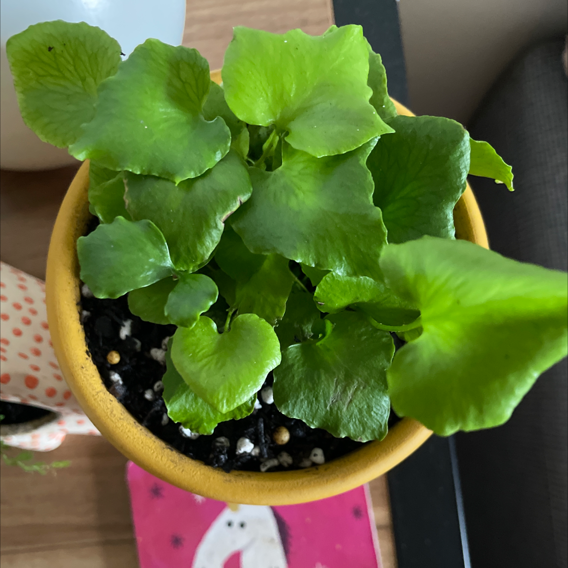Heart Fern in a yellow pot with vibrant green leaves and visible soil.