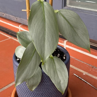 Silver Sword Philodendron plant in Sydney, New South Wales