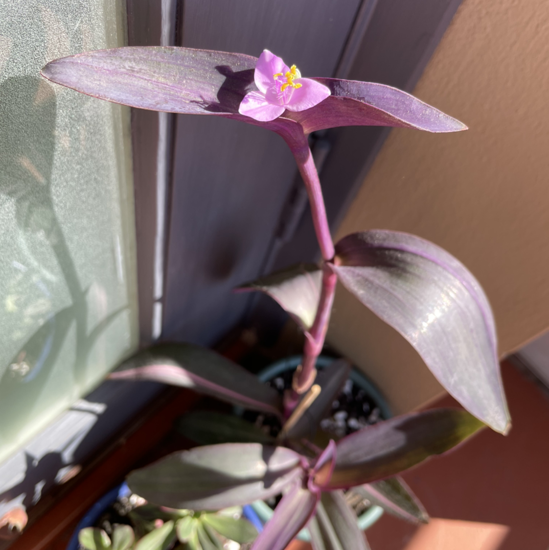 Photo of the plant species Pink Stripe Spiderwort by @lyndal named Walt on Greg, the plant care app