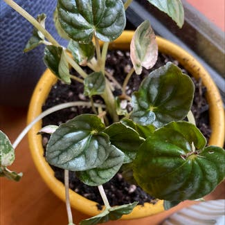 Emerald Ripple Peperomia plant in Sydney, New South Wales