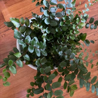 Pellaea rotundifolia plant in Sydney, New South Wales