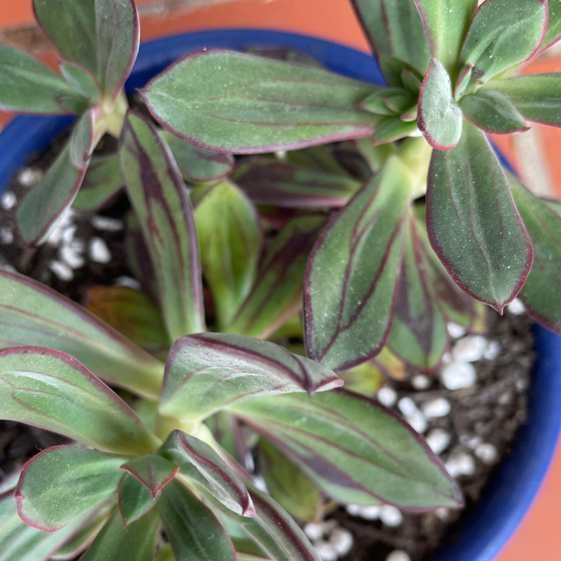 Photo of the plant species Painted Echeveria by @lyndal named Girlfrond on Greg, the plant care app