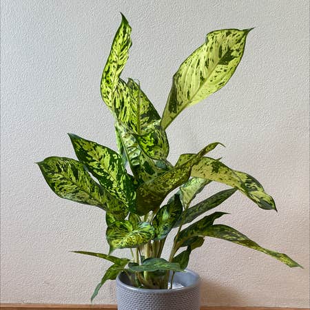 Photo of the plant species Dieffenbachia 'Sublime' by @lyndal named John on Greg, the plant care app