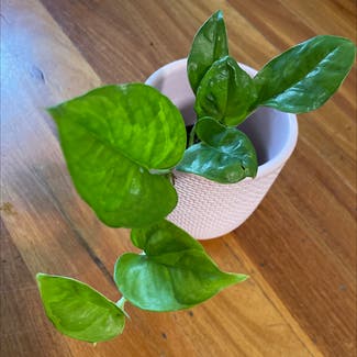Golden Pothos plant in Sydney, New South Wales