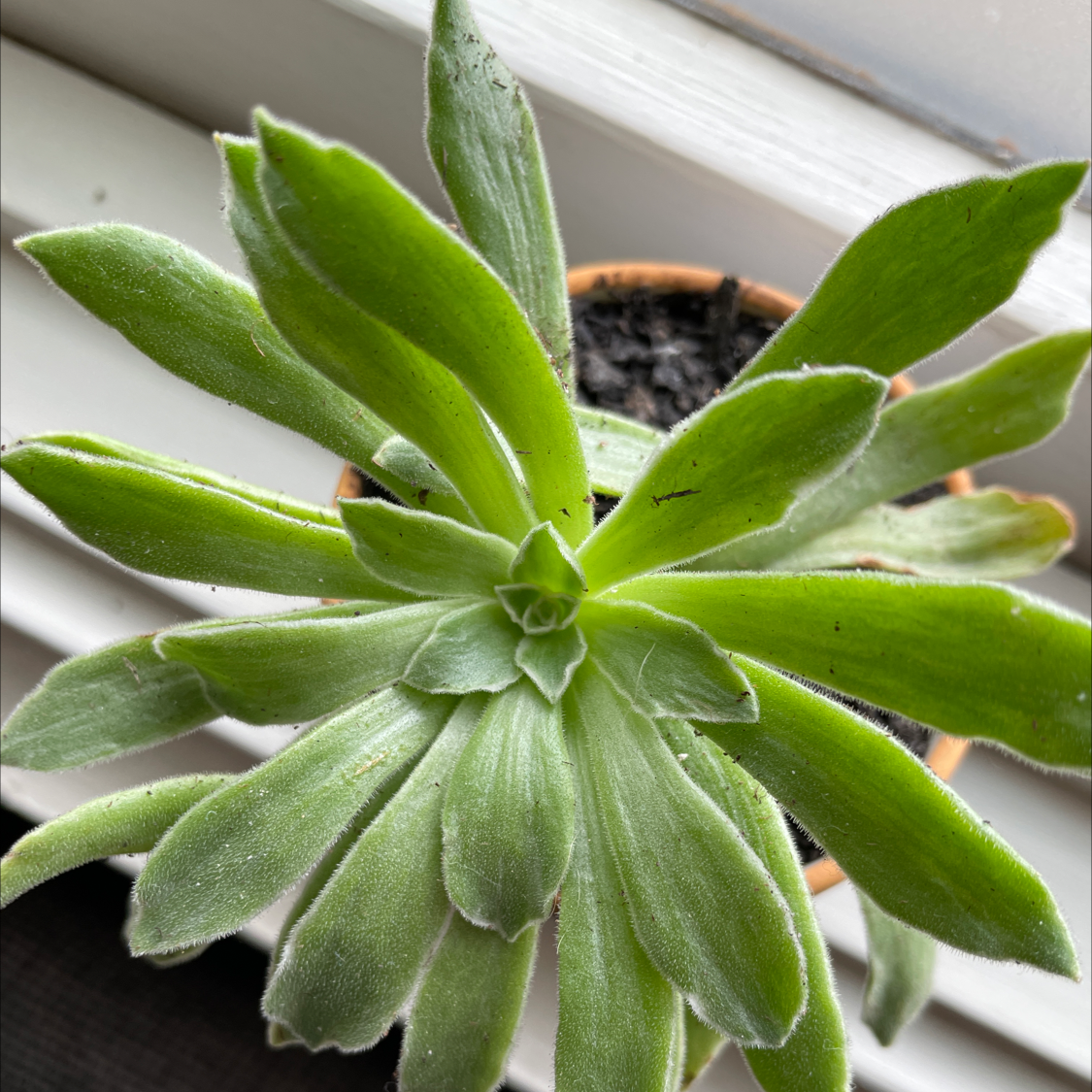 Photo of the plant species Aeonium 'Ballerina' by @lyndal named Bella on Greg, the plant care app