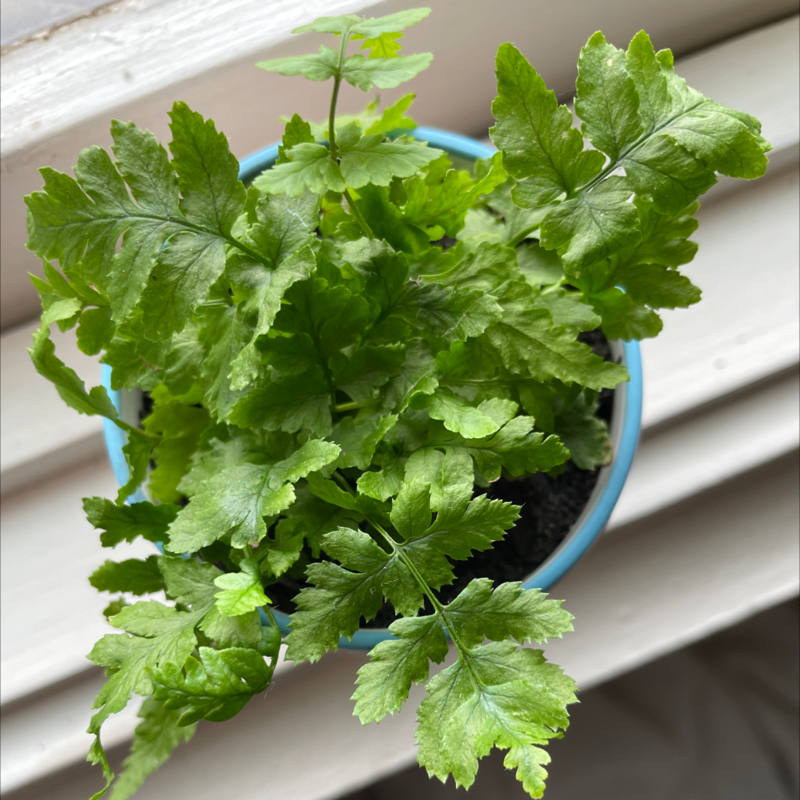 Photo of the plant species Maidenhair Fern by @lyndal named Fernie Saunders on Greg, the plant care app