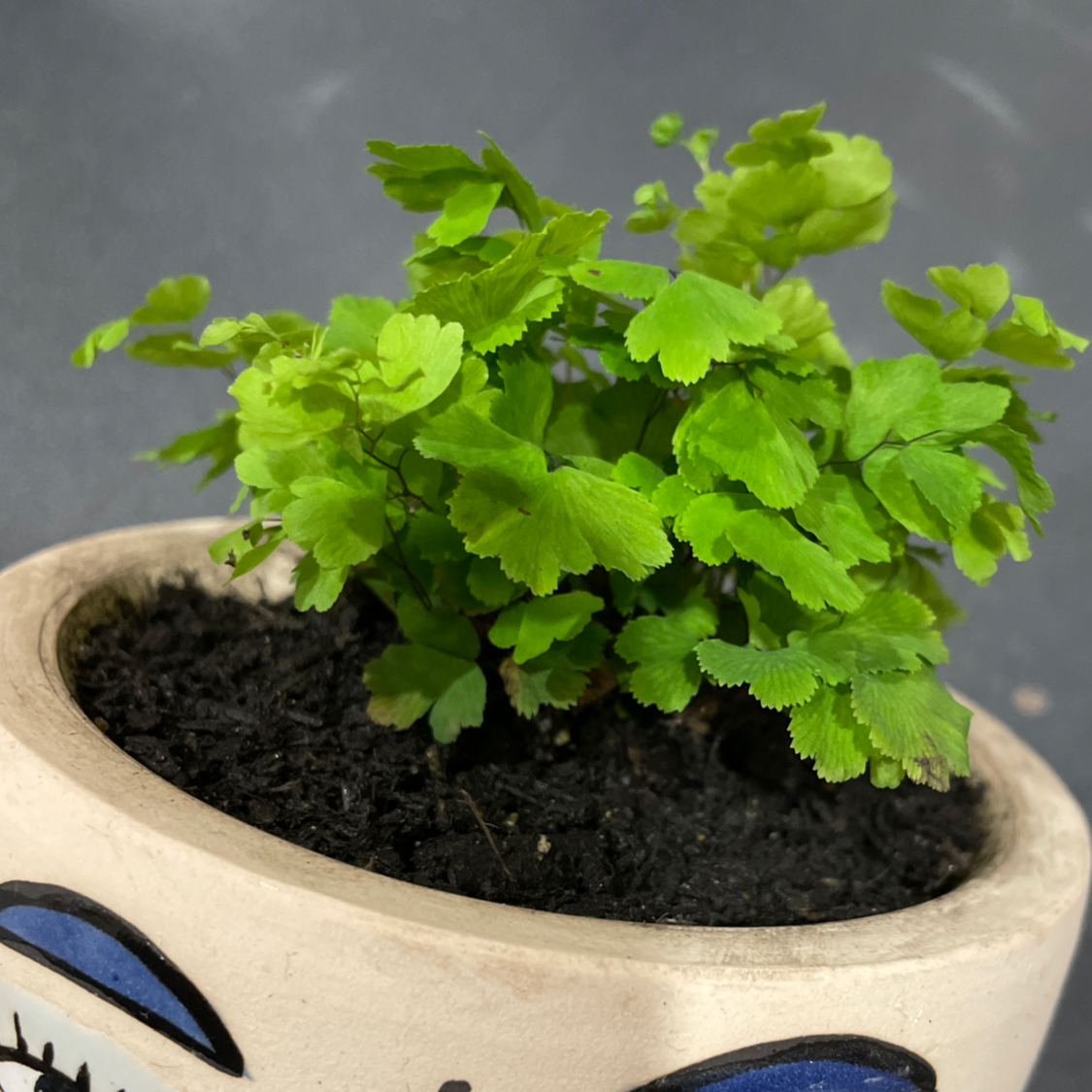 Photo of the plant species Pacific Maidenhair Fern by @lyndal named Oscar on Greg, the plant care app
