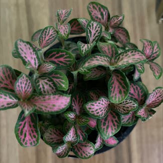 Fittonia 'Flammule' plant in Sydney, New South Wales