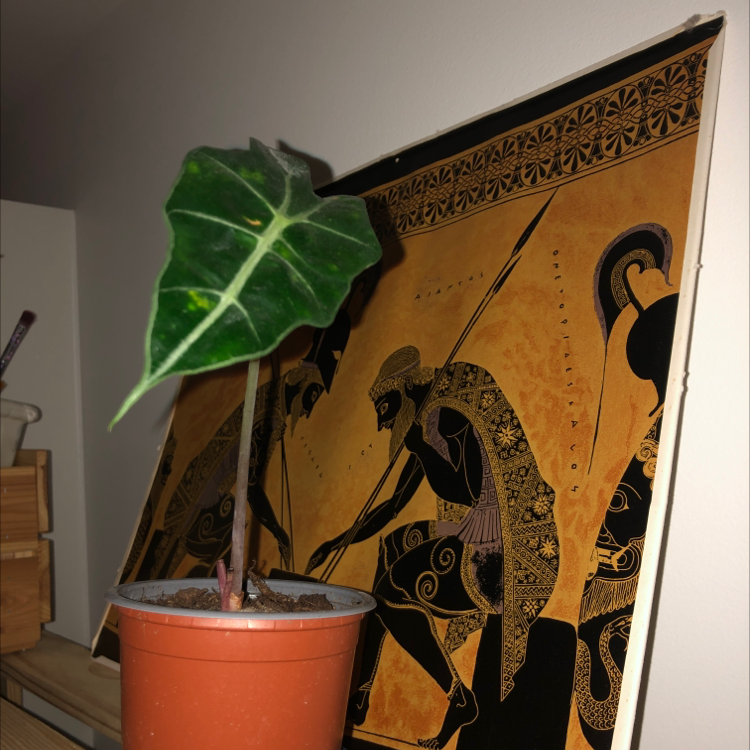 Potted Green Velvet Alocasia plant with a single healthy leaf against a decorative background.
