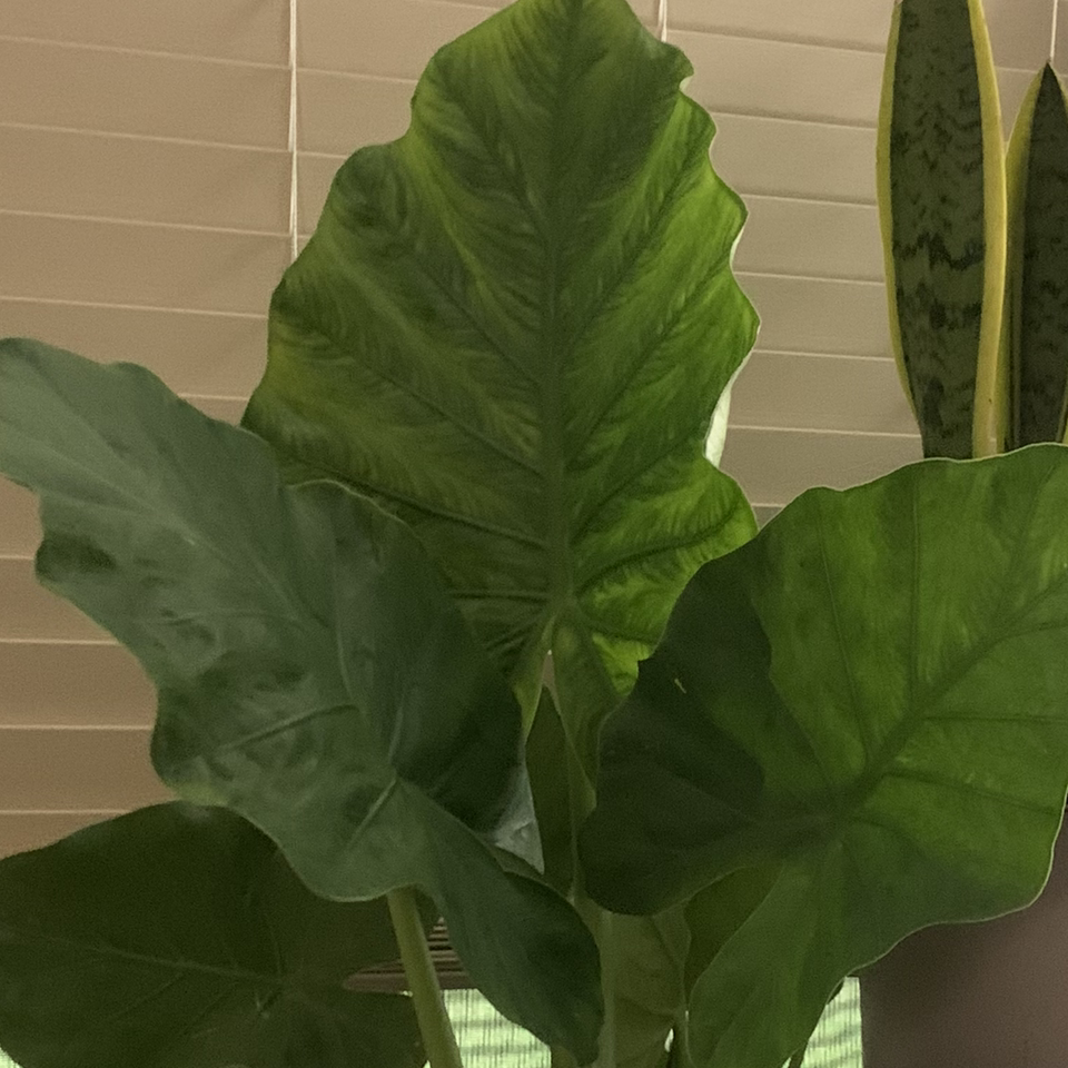 Giant Taro plant photo by @Plantbitchesunite named Gordon on Greg, the plant care app.