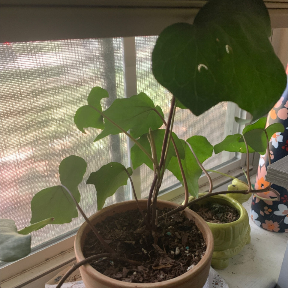 Algerian Ivy plant photo by @Plantbitchesunite named James Dean on Greg, the plant care app.