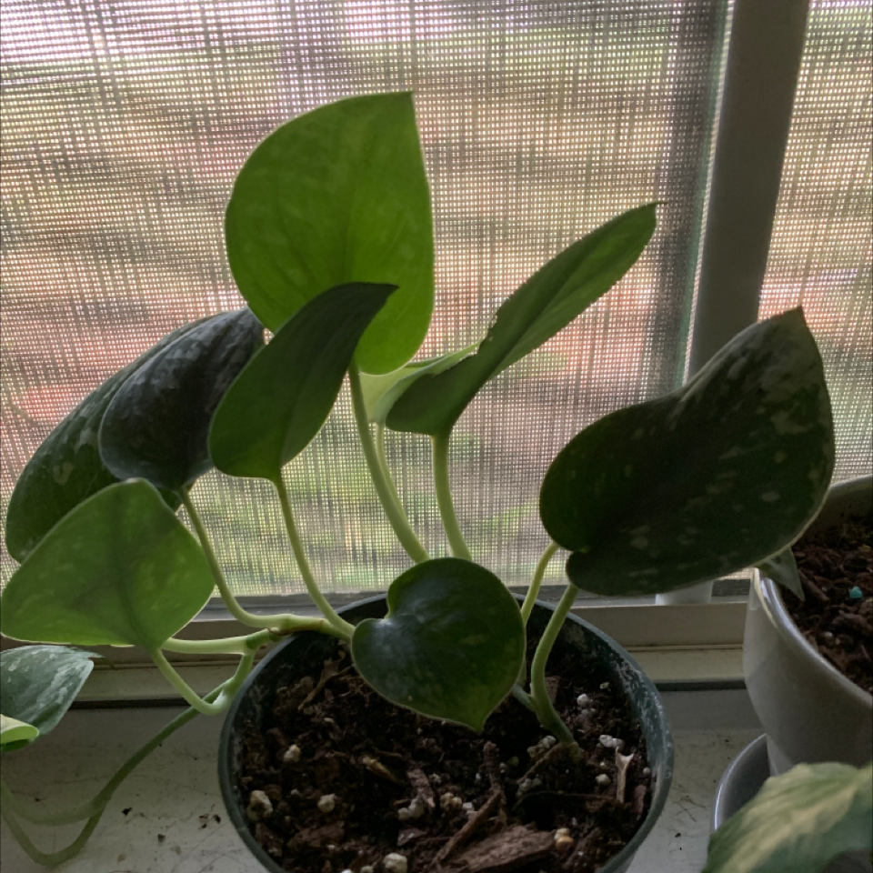 Satin Pothos plant photo by @Plantbitchesunite named Mochi on Greg, the plant care app.