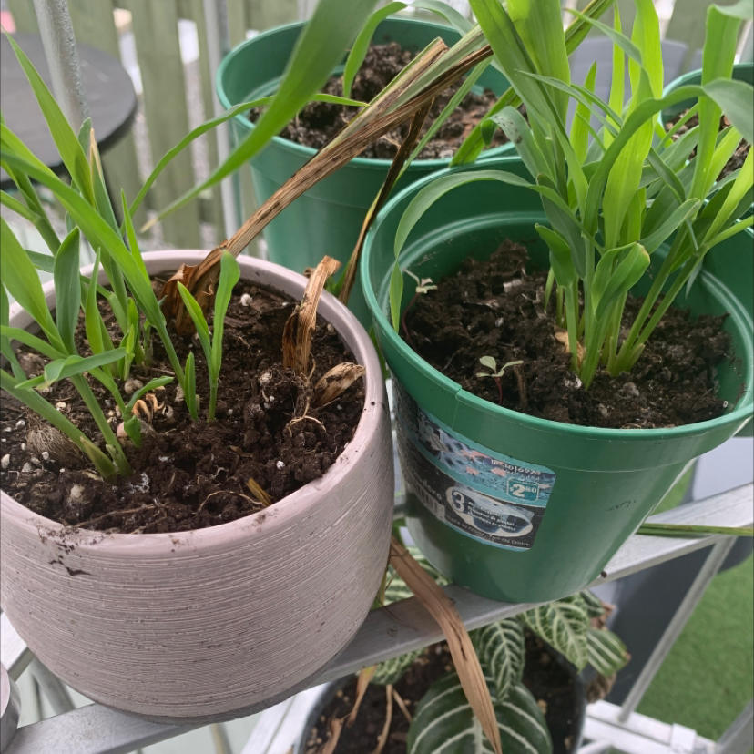 Why Are There Brown Spots on My Corn Leaves?