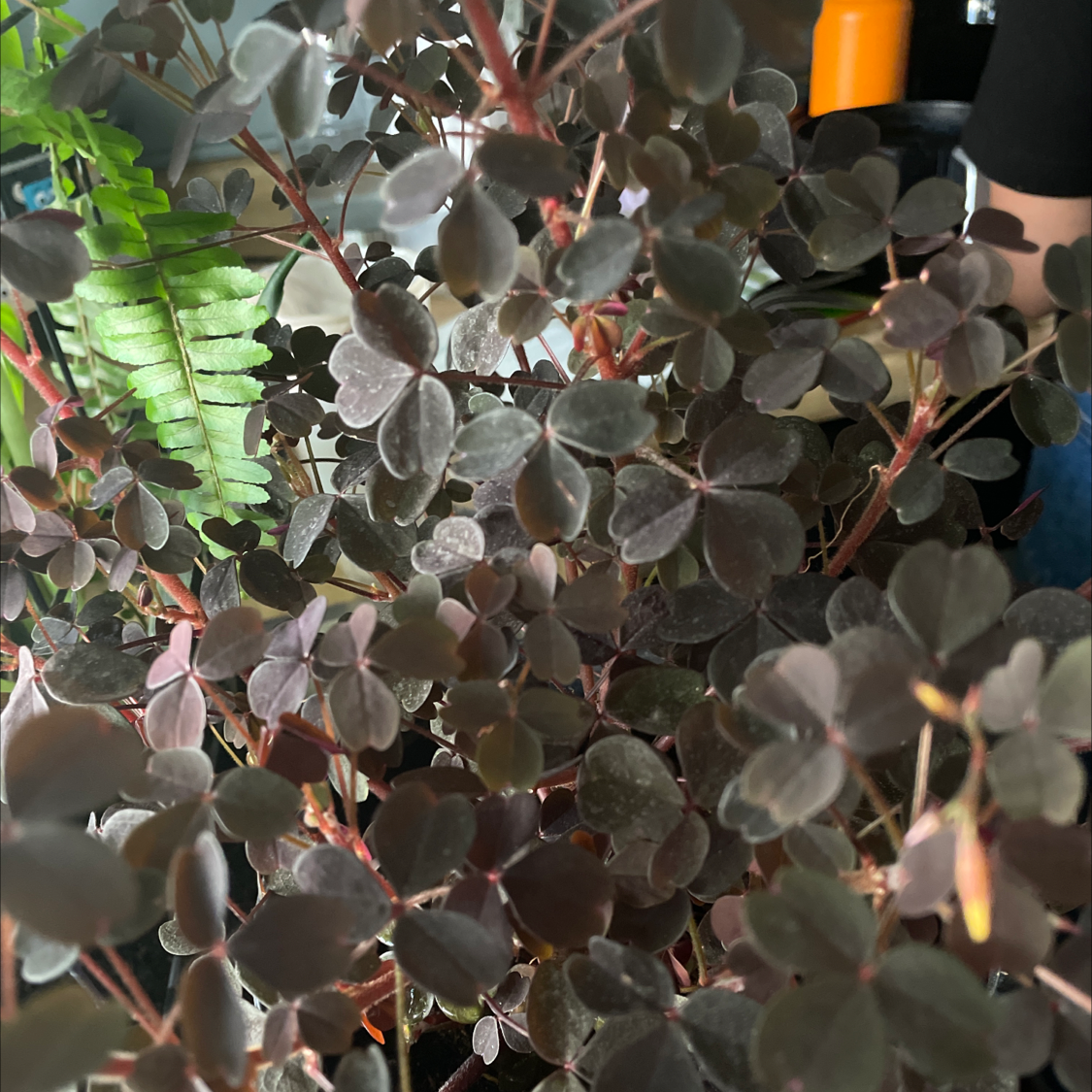 Image of a healthy Creeping Woodsorrel plant with dark trifoliate leaves.