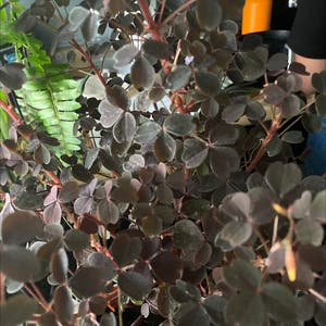 Creeping Woodsorrel plant photo by @Sohappyicoulddie named Blk on Greg, the plant care app.